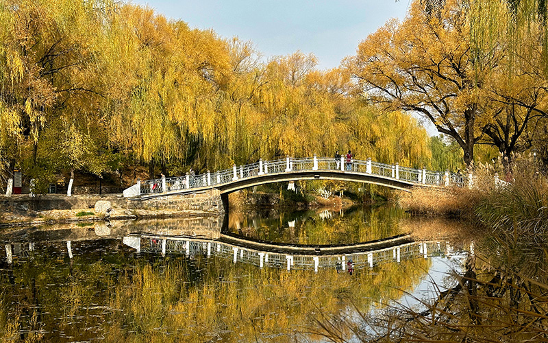內蒙古呼和浩特：賞滿都海公園秋色之美